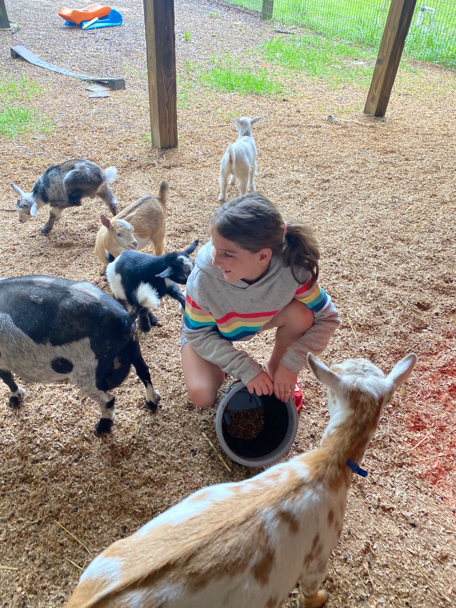 Rylan goats