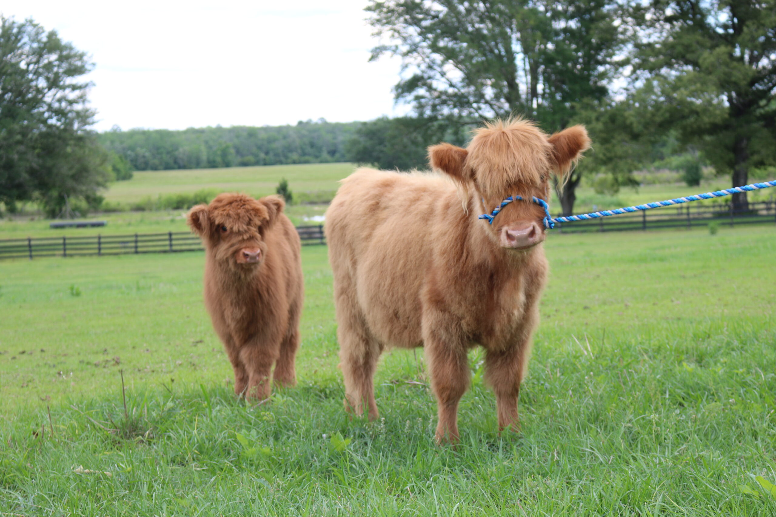 Highland Cows - Cypress Creek Ranch